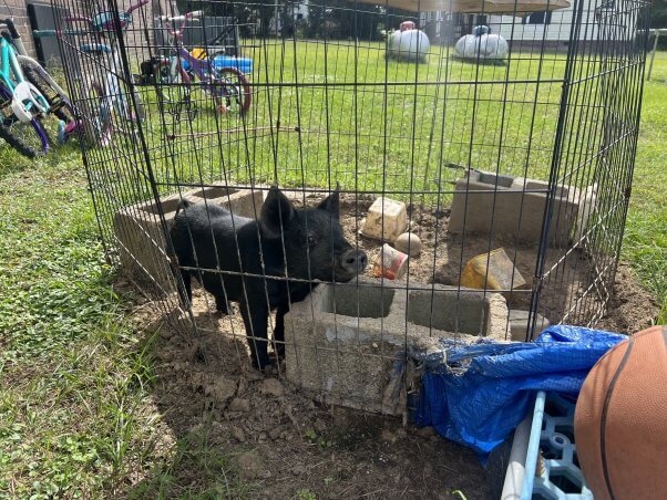 A small black pig in a tiny outdoor cage with cinderblocks