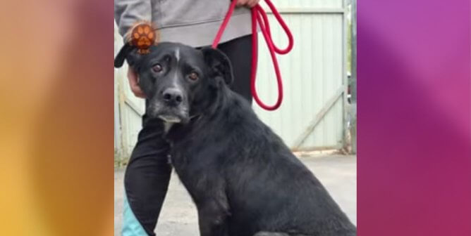 Ark rescued dog from shelling