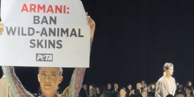 Protestor wearing snakeskin, holding sign that says ARMANI: BAN WILD ANIMAL SKINS and PETA logo