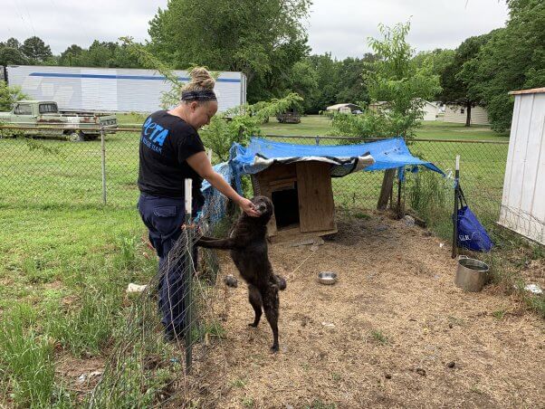 Fieldworker playing with a black dog