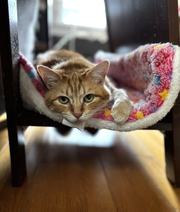 Blair in a cat hammock