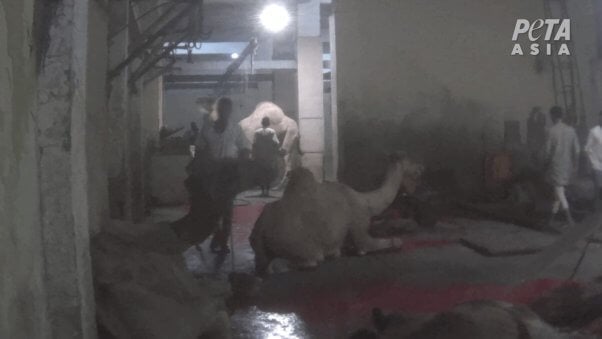 A camel on their knees as they are about to be slaughtered