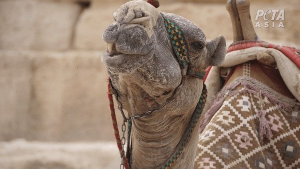 Photo of camel with wounds under their chin from a chain