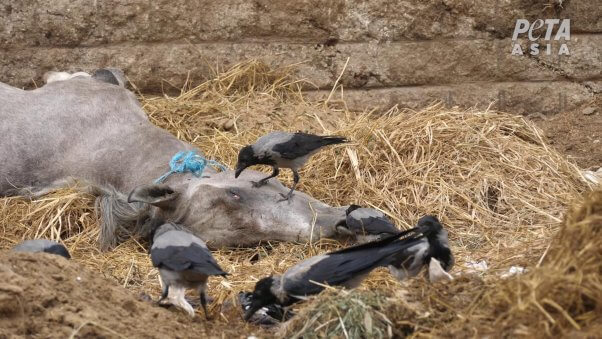 horse corpse being eaten by birds as shown in PETA Asia investigation into camel and horse abuse in tourism industry in Egypt