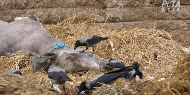 horse corpse being eaten by birds as shown in PETA Asia investigation into camel and horse abuse in tourism industry in Egypt