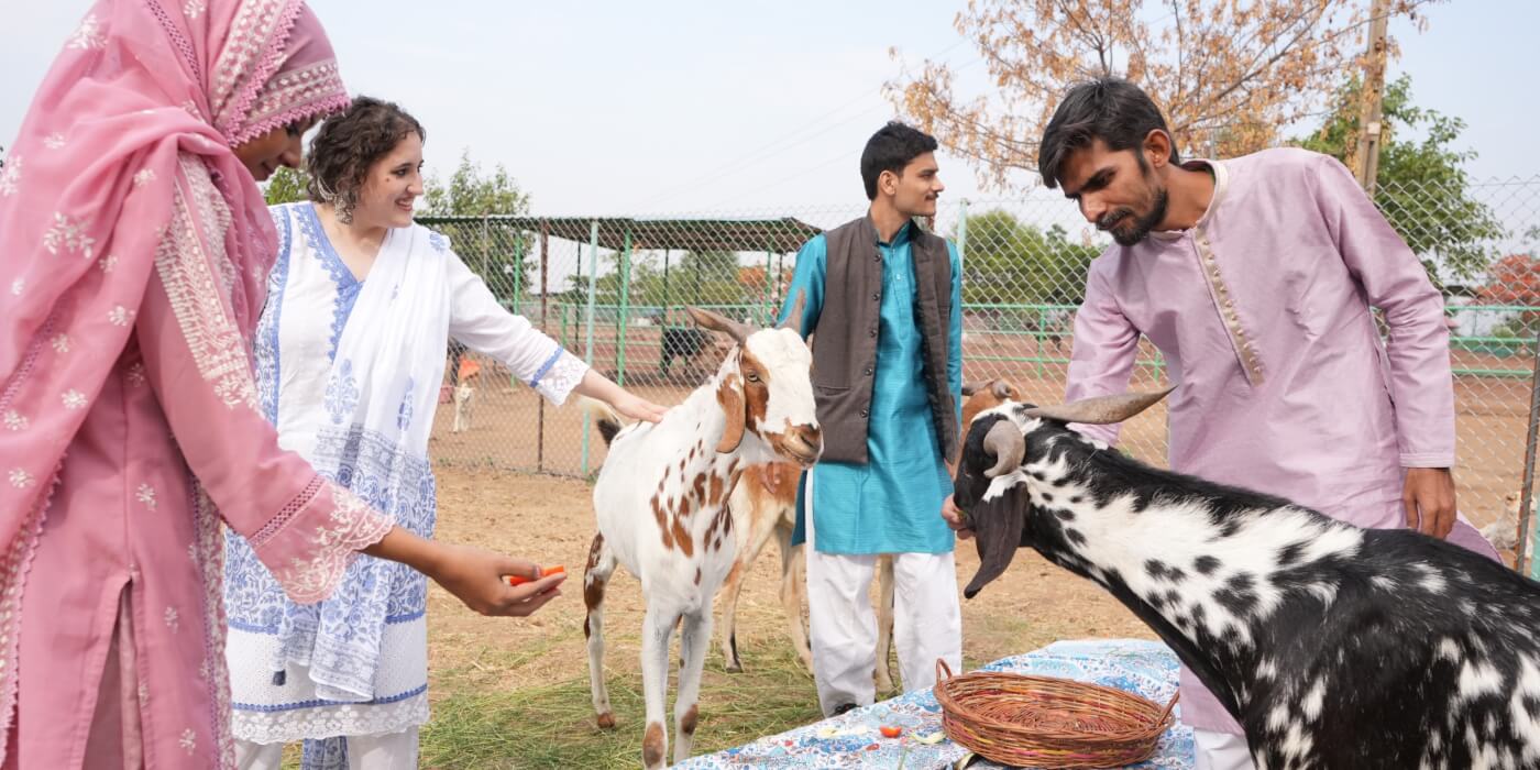 An Eid celebration with goats