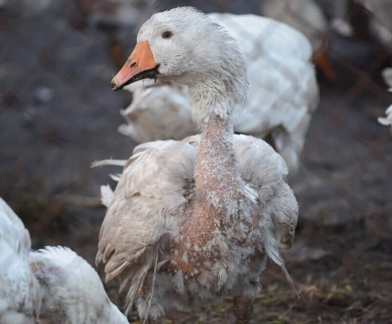 Goose with plucked feathers