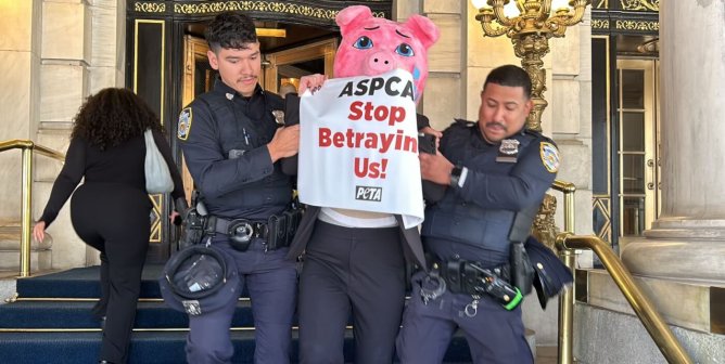 PETA supporter in a pig costume is arrested while protesting the ASPCA