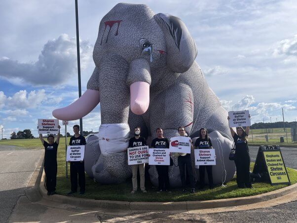 PETA's 20-foot-tall tear-stained inflatable elephant calls attention to animal abuse in Shrine circuses