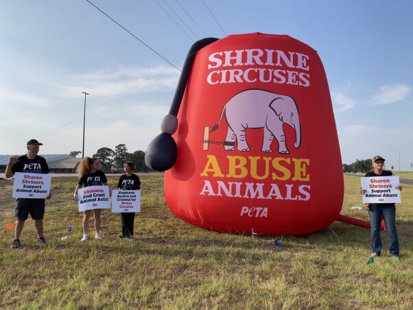 PETA supporters stand with a giant inflatable fez, which reads "Shrine Circuses abuse animals"