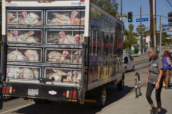 PETA turkey truck on the street in California