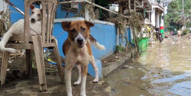 two dogs staying out of flood waters in the Philippines