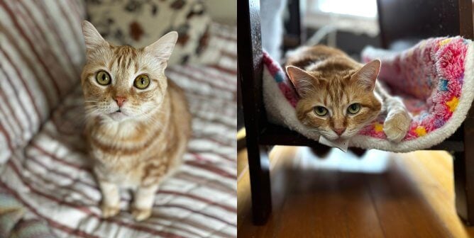 Serena and Blair, adoptable cats rescued by PETA