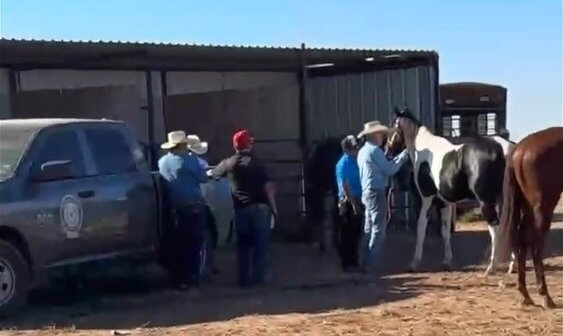 Testing at Carril Mochomos horses