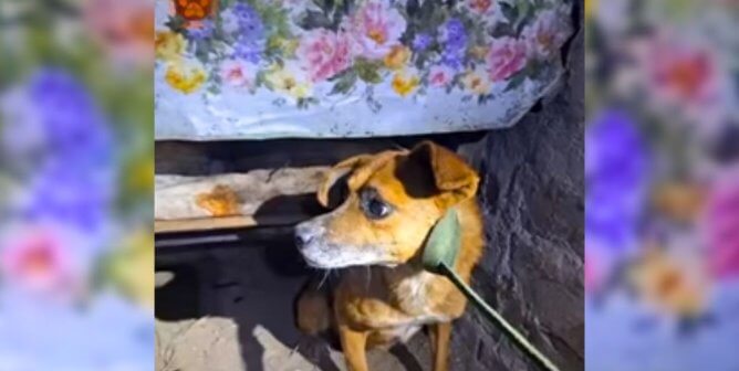 dog in Ukraine rescued in basement