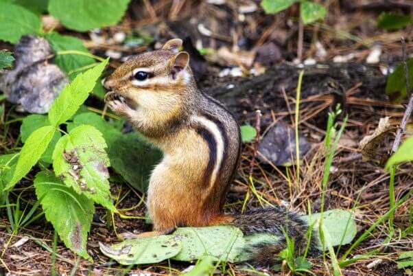 Chipmunk eating on a forest floor