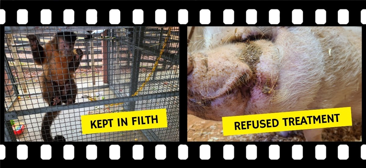 A monkey in a cage and a pig with a facial abscess