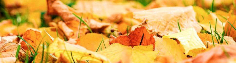 Yellow leaves on the grass