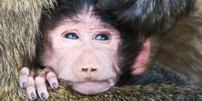 A baby baboon held in their mother's arms