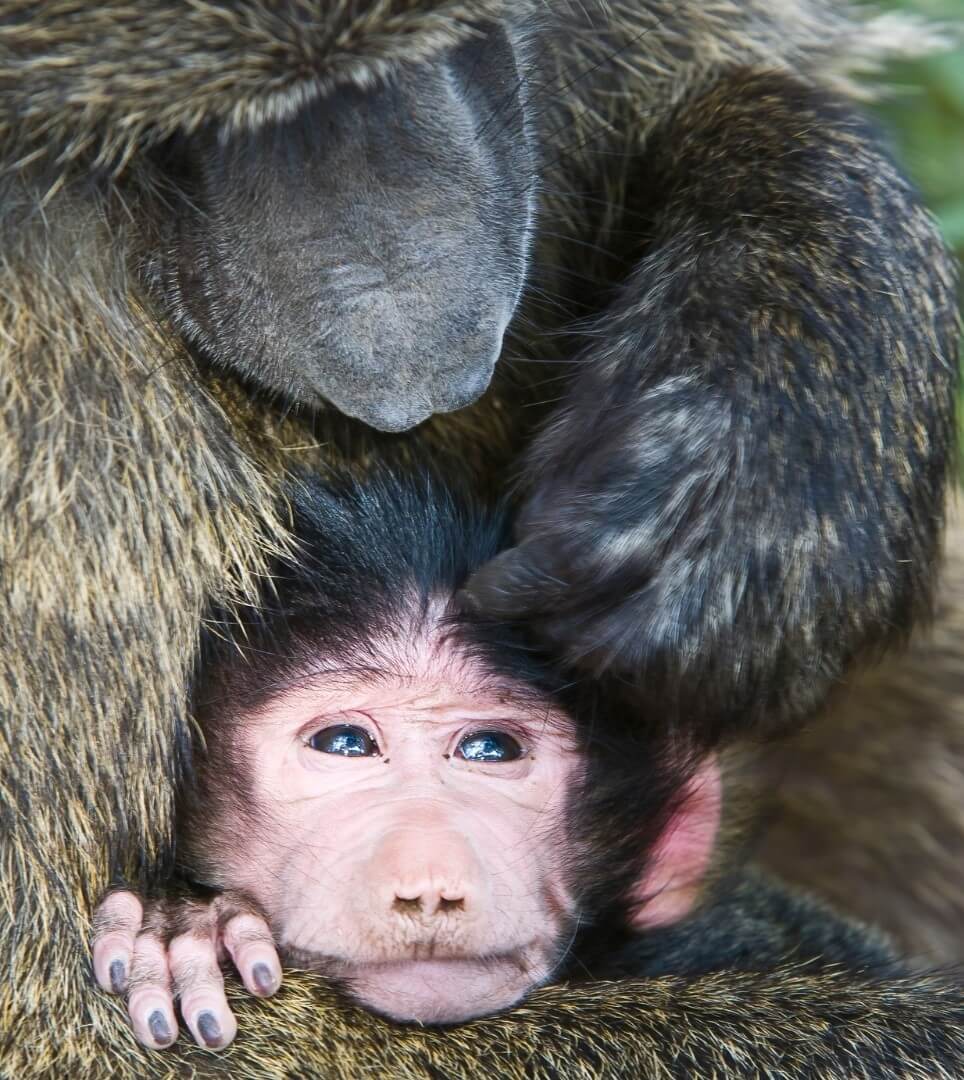 A baby baboon held in their mother's arms