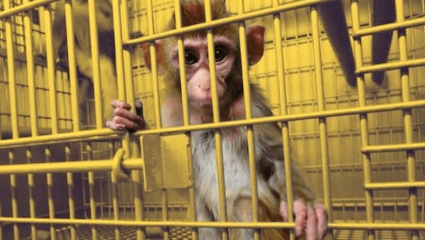 Baby monkey in cage, yellow background