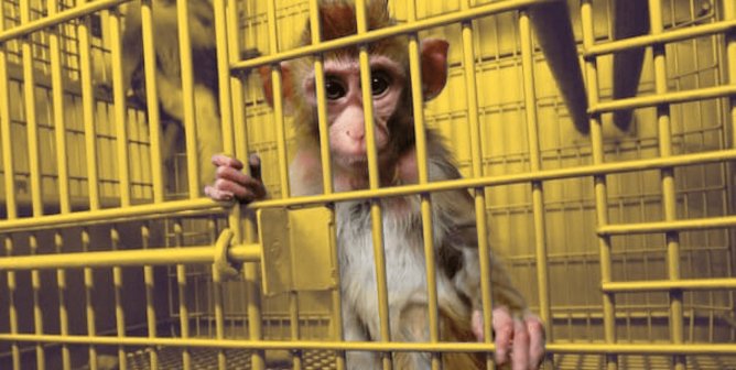 Baby monkey in cage, yellow background