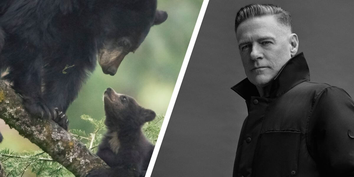 Bears and Bryan Adams