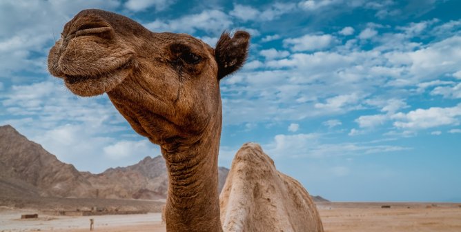 A camel in the desert