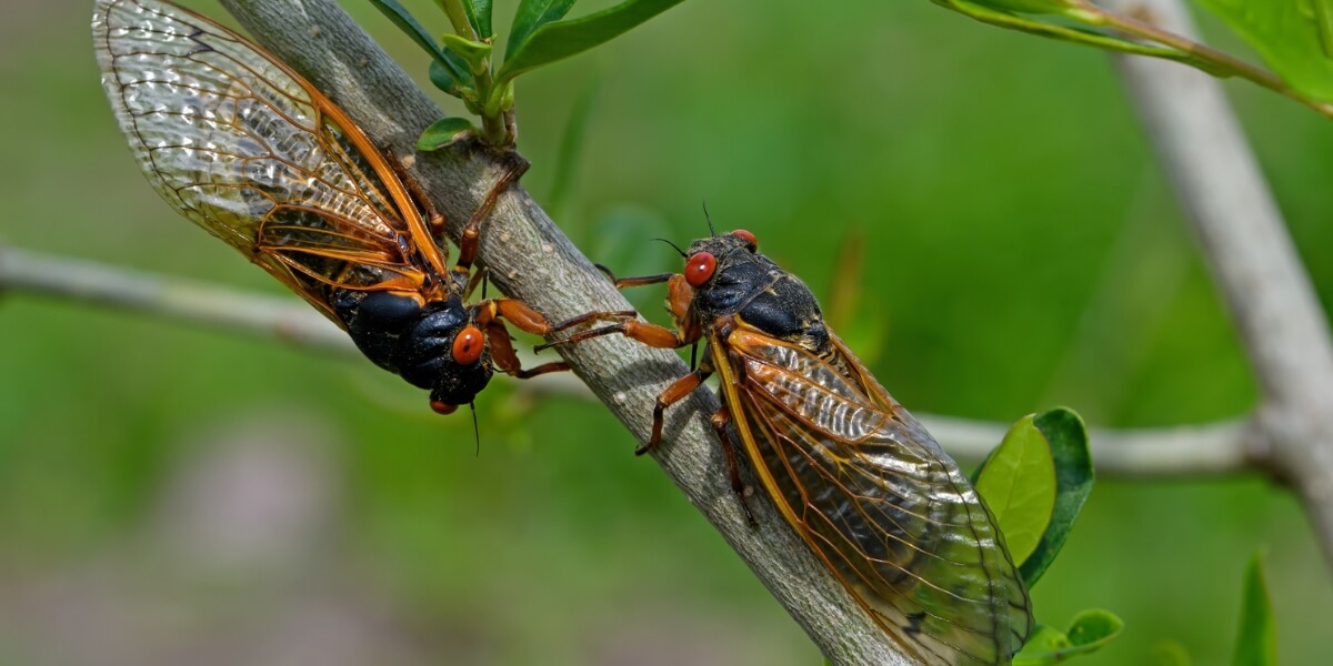 cicadas