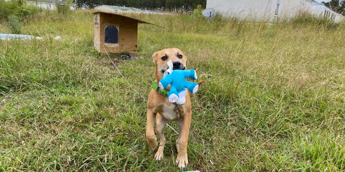 A dog with a chew toy in their mouth, with a PETA-built doghouse in the background