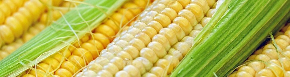 Close up of corn