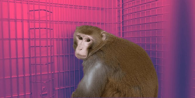 Cornelius the monkey with pink background