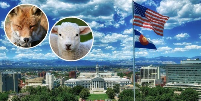 denver, colorado landscape with photos of lamb and fox