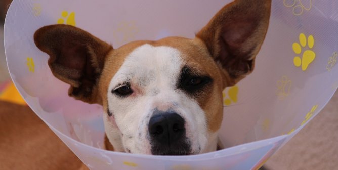 Brown and white dog in a cone