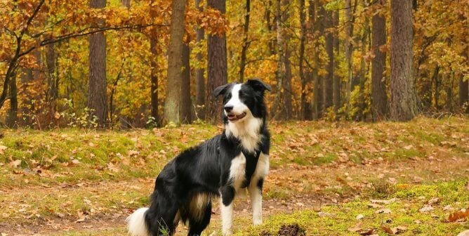 A black and white dog in a harness standing in an autumn landscape