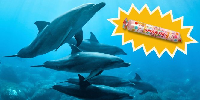 Dolphins swimming together in the ocean next to an orange starburst with a wrapper of smarties