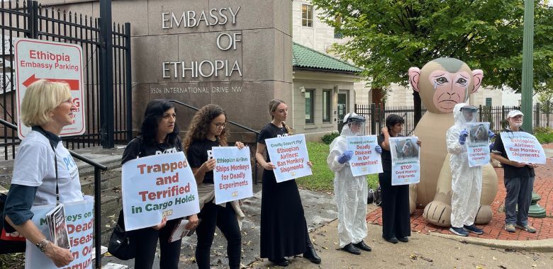 Ethiopian Airlines’ Monkey Imports Prompt PETA Uproar at Embassy in D.C.