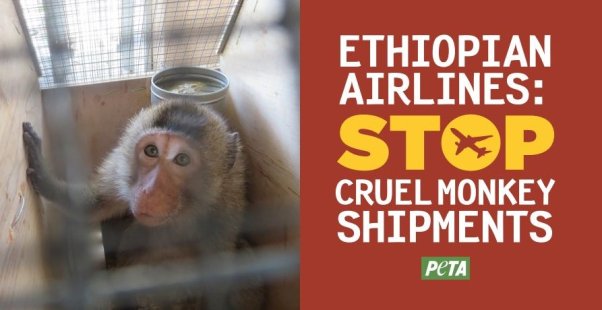 Sticker with a photo of a monkey in a transportation crate and text reading "Ethiopian Airlines: Stop Cruel Monkey Shipments"