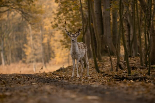 Fallow deer standing in the fall woods