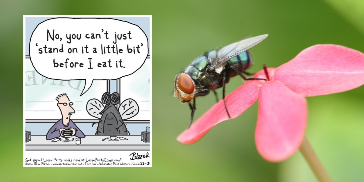 A fly on a pink flower