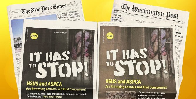 PETA ad in two big newspapers with a yellow background