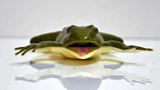 Kind Frog on a table