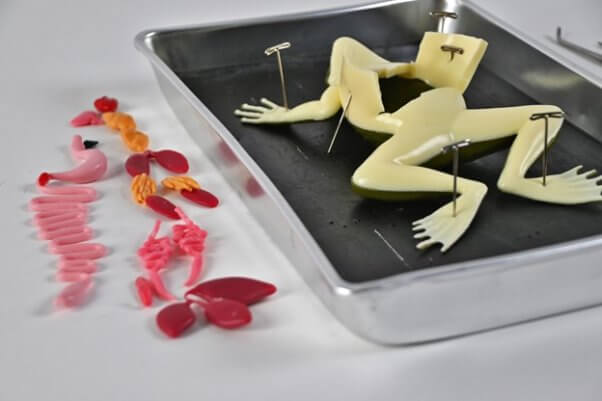 The Kind Frog on a table with synthetic organs beside it