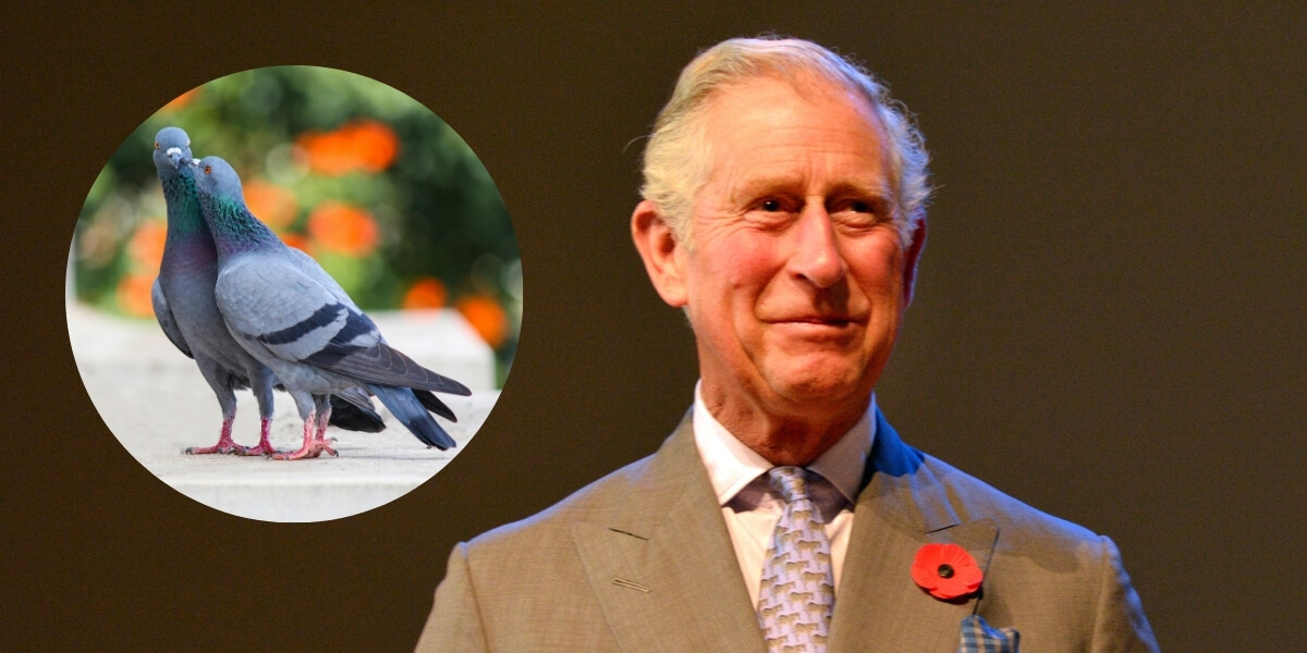 King Charles next to a photo of two pigeons