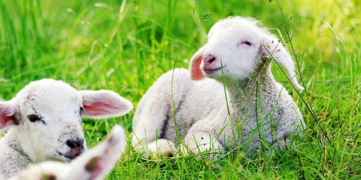 Lambs lying on grass