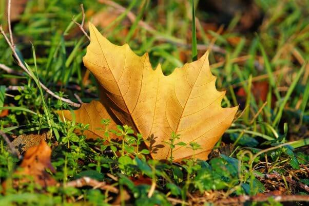 A maple leaf in the grass