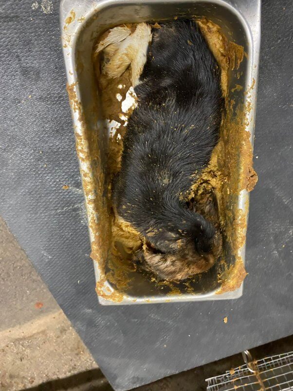 A puppy, reportedly at Marshall BioResources’ New York facility, lies dead in a feces-smeared bin.