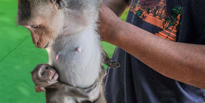 mother and baby long tail macaque being held