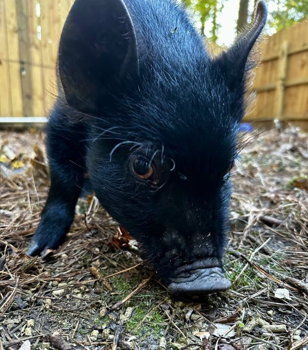 Close up of Noodle, a black pig