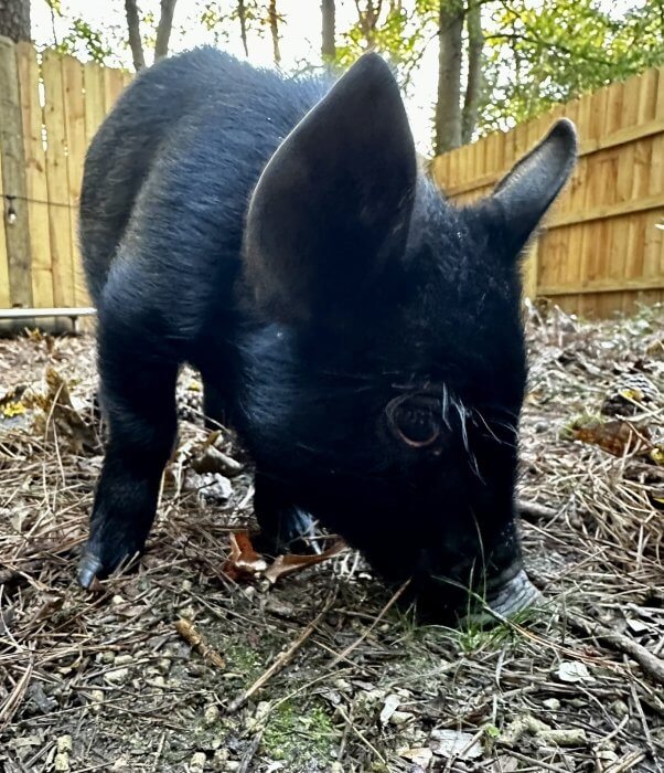 A small black pig nosing the ground